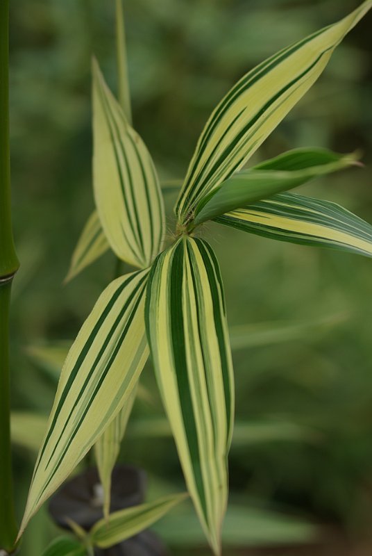 Pleioblastus viridistriatus auricoma1